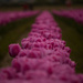 Pretty Pinks All in a Row by nanderson