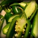 Day 240:  Jalapenos by sheilalorson