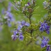 Flowering rosemary by cristinaledesma33