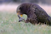 27th Apr 2017 - Kea playing with a bottle top