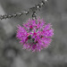 Purple flower by gosia