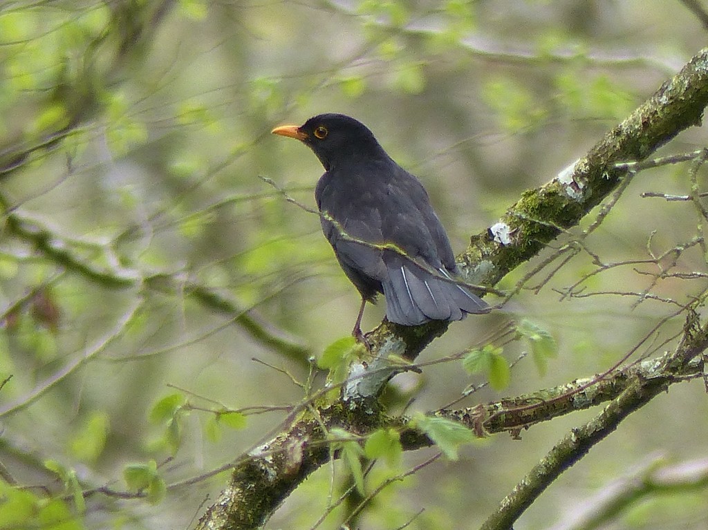  Blackbird in Woodland  by susiemc