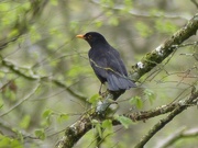 25th Apr 2017 -  Blackbird in Woodland 