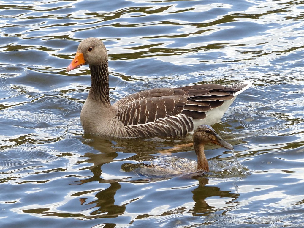  Greylag Goose and Friend by susiemc