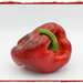 The handsome red pepper by jamibann