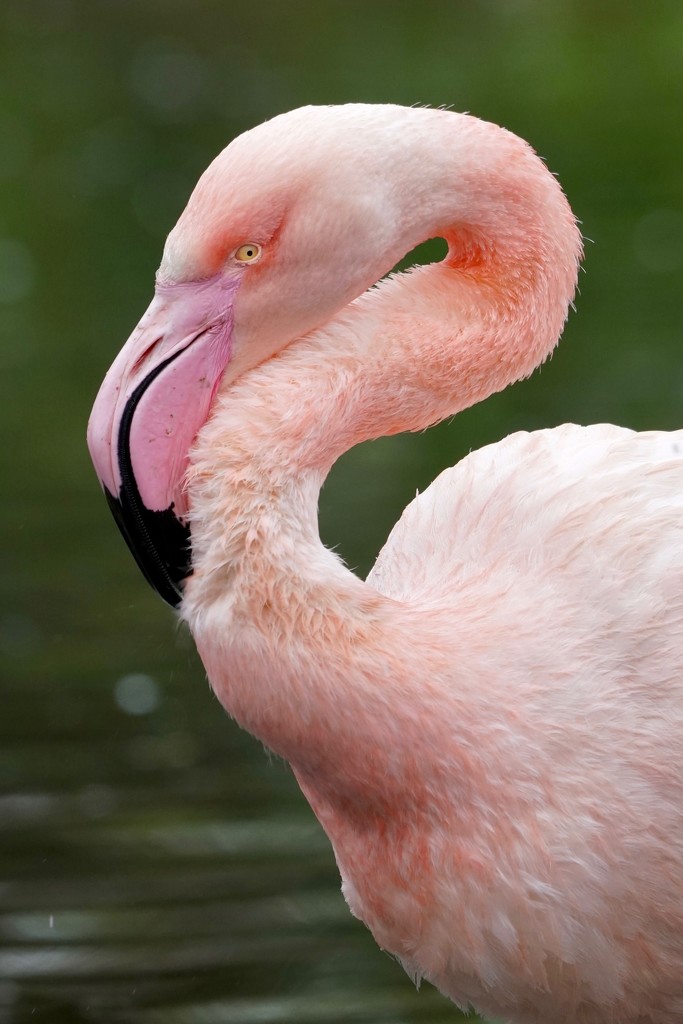 GREATER FLAMINGO by markp