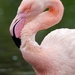 GREATER FLAMINGO by markp