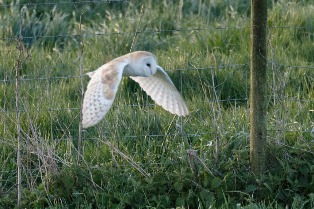 Barn Owl quartering field by padlock