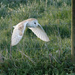 Barn Owl quartering field by padlock