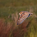 Barn Owl wonderful top colour by padlock