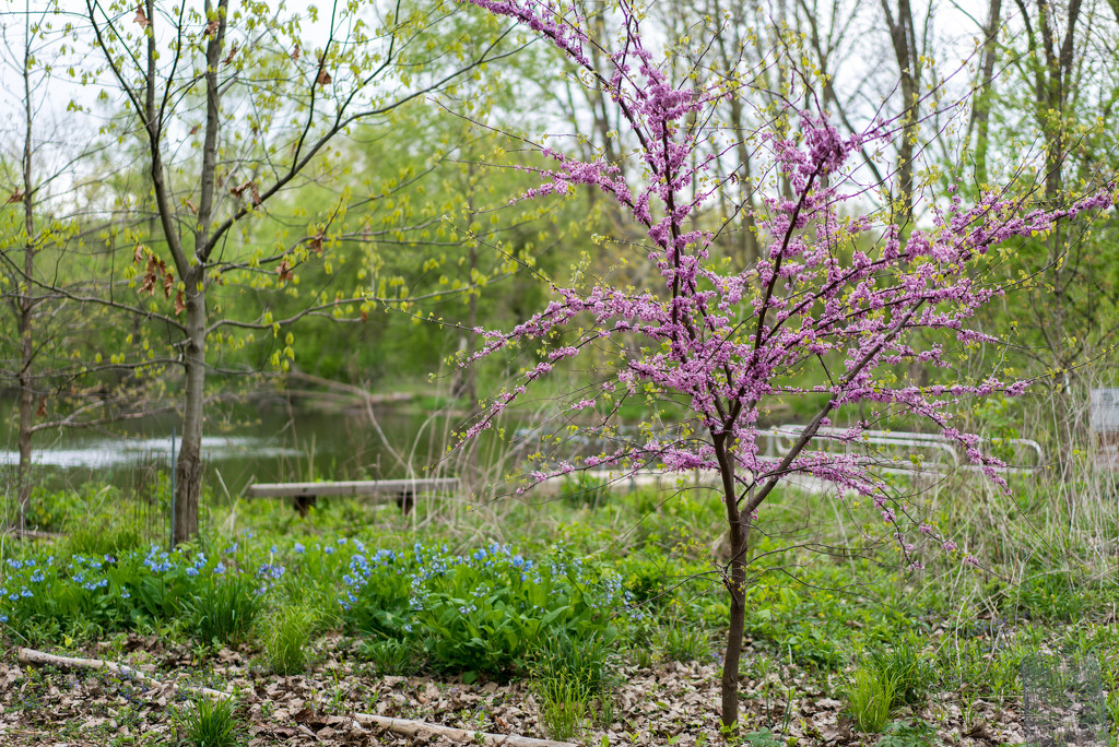 A Spring Landscape by rminer