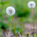 Dandelion Seeds by rminer