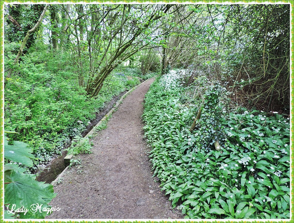 A Walk through a Glen by ladymagpie