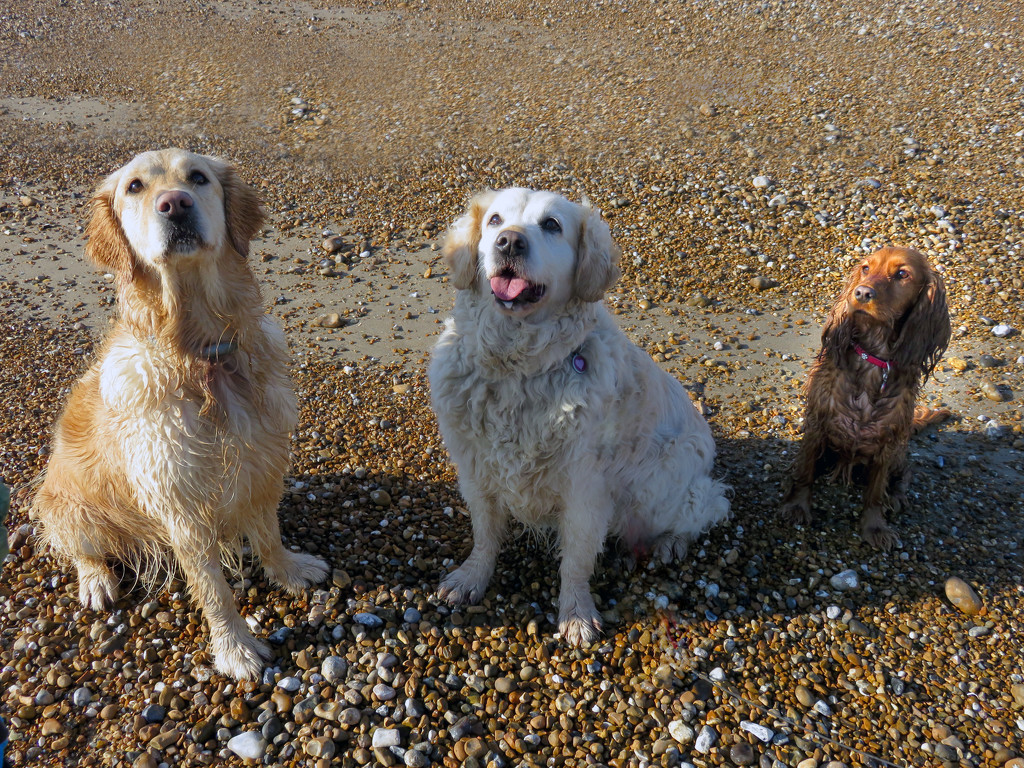 Dogs on the Beach by megpicatilly