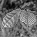 Lime tree leaves by frequentframes