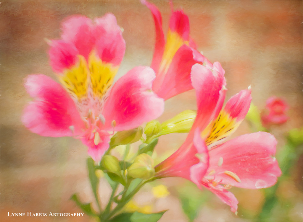 Backyard Flowers by lynne5477