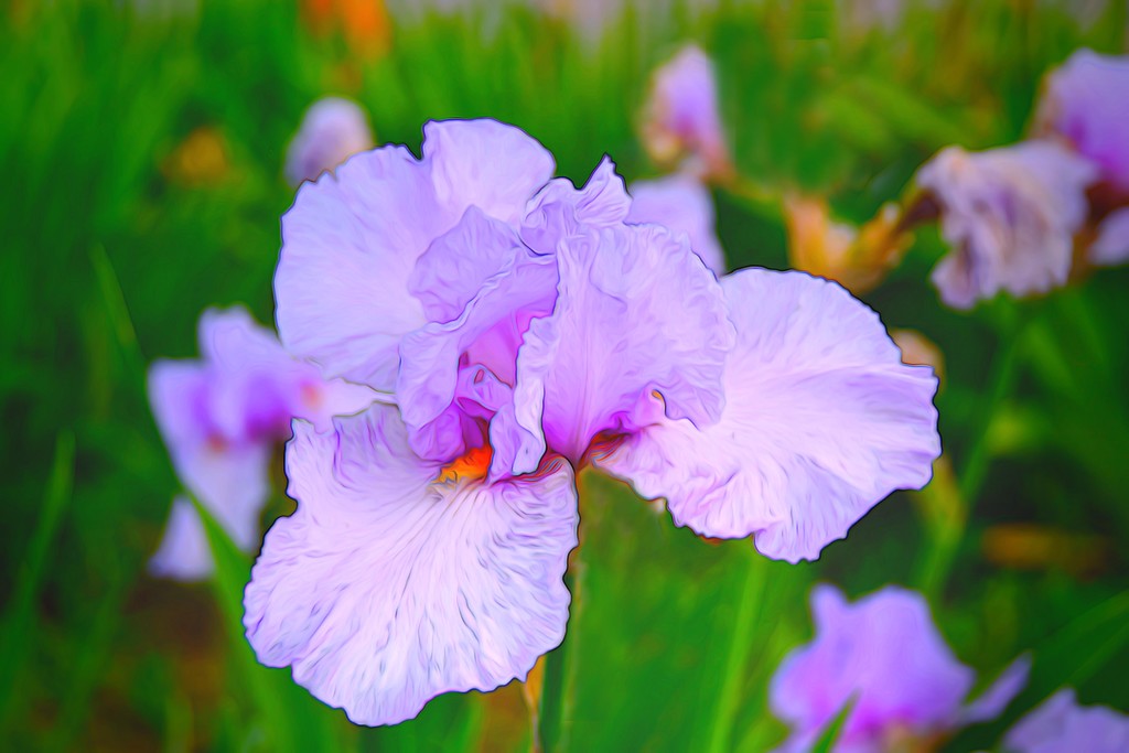 Lavender Iris by joysfocus