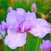 Lavender Iris by joysfocus