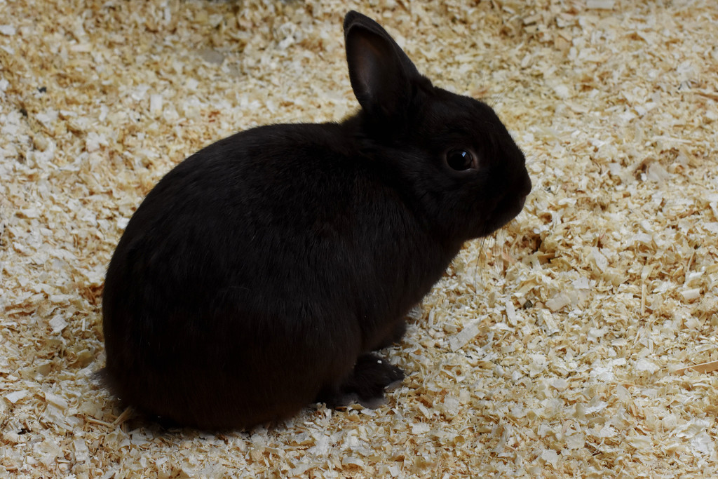 April Words - Rascally Rabbit by farmreporter