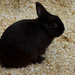April Words - Rascally Rabbit by farmreporter