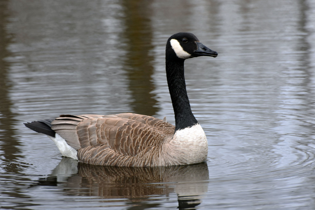Canada Goose by farmreporter