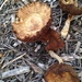 part of the mushroom forest that's growing in my front yard by wiesnerbeth