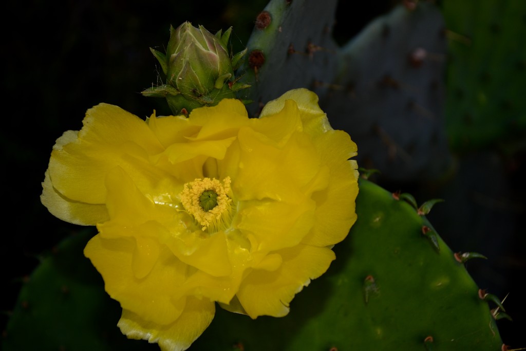 A day in the life of a cactus flower  by louannwarren