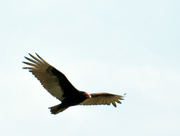 29th Apr 2017 - Turkey Vulture