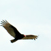 Turkey Vulture by dianen