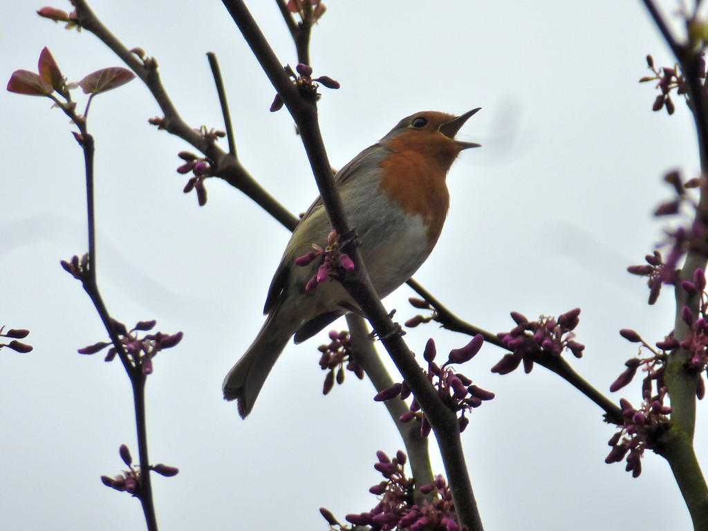 This little Robin was singing away up in the tree top. by snowy