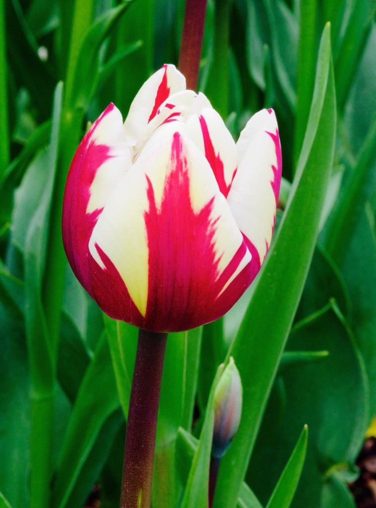Two-Tone Tulip by redy4et