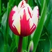 Two-Tone Tulip by redy4et