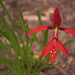Mexican Amaryllis by lstasel