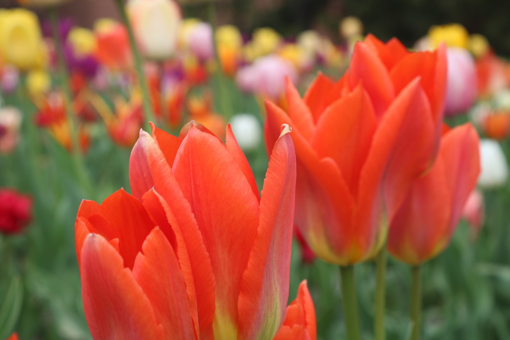 tulips by edorreandresen