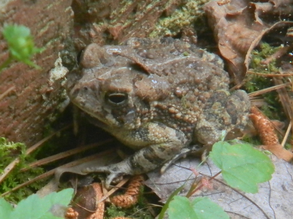Toad in Back of House Closeup by sfeldphotos