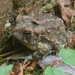 Toad in Back of House Closeup by sfeldphotos