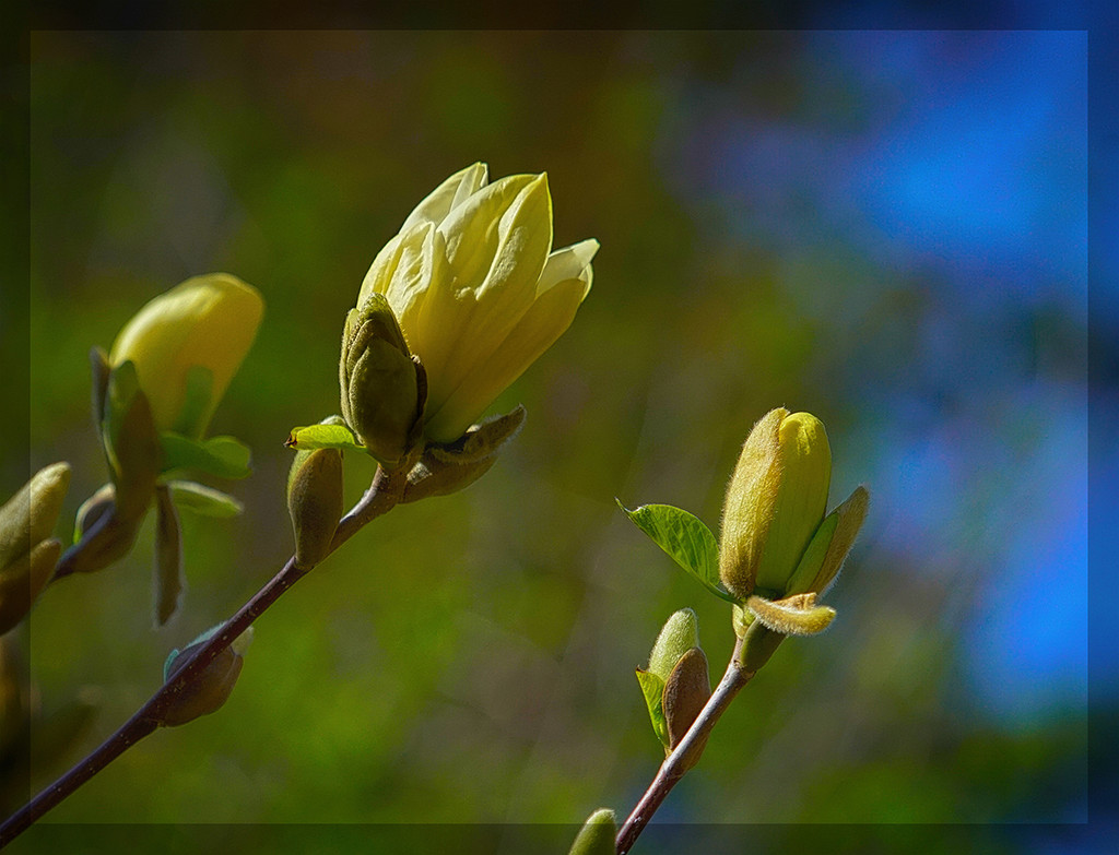 Magnolia  by gardencat