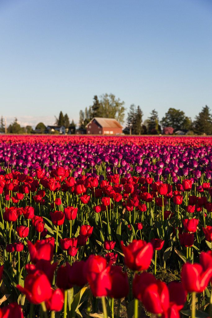 Tulips with Red Barn by clay88