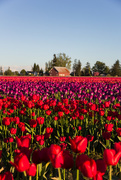 29th Apr 2017 - Tulips with Red Barn
