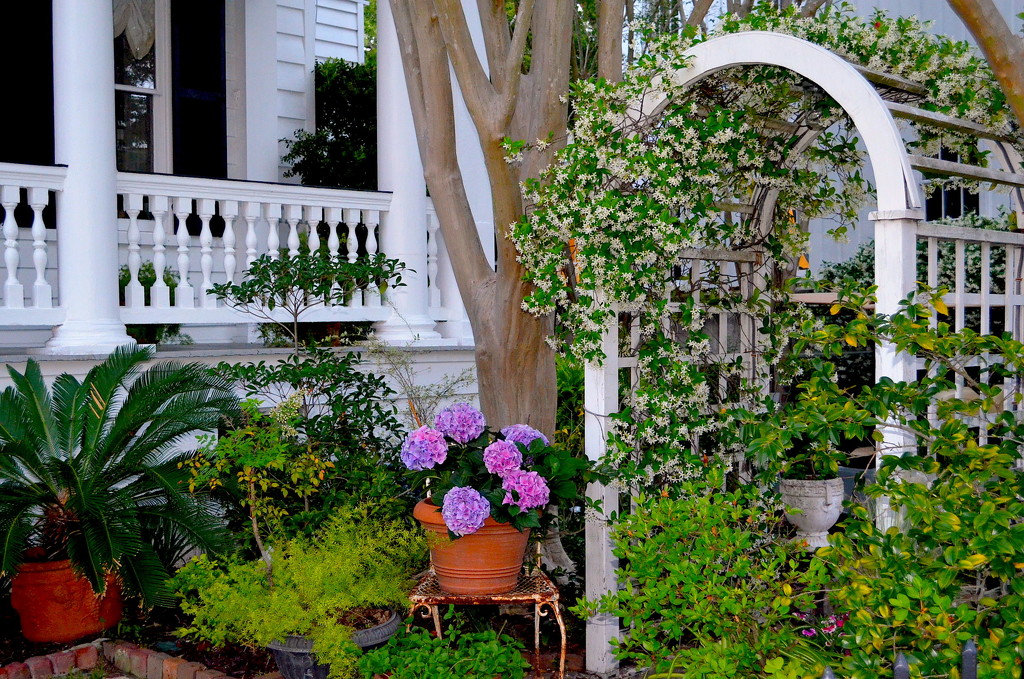 Garden arch and hydrangeas, historic district, Charleston, SC by congaree
