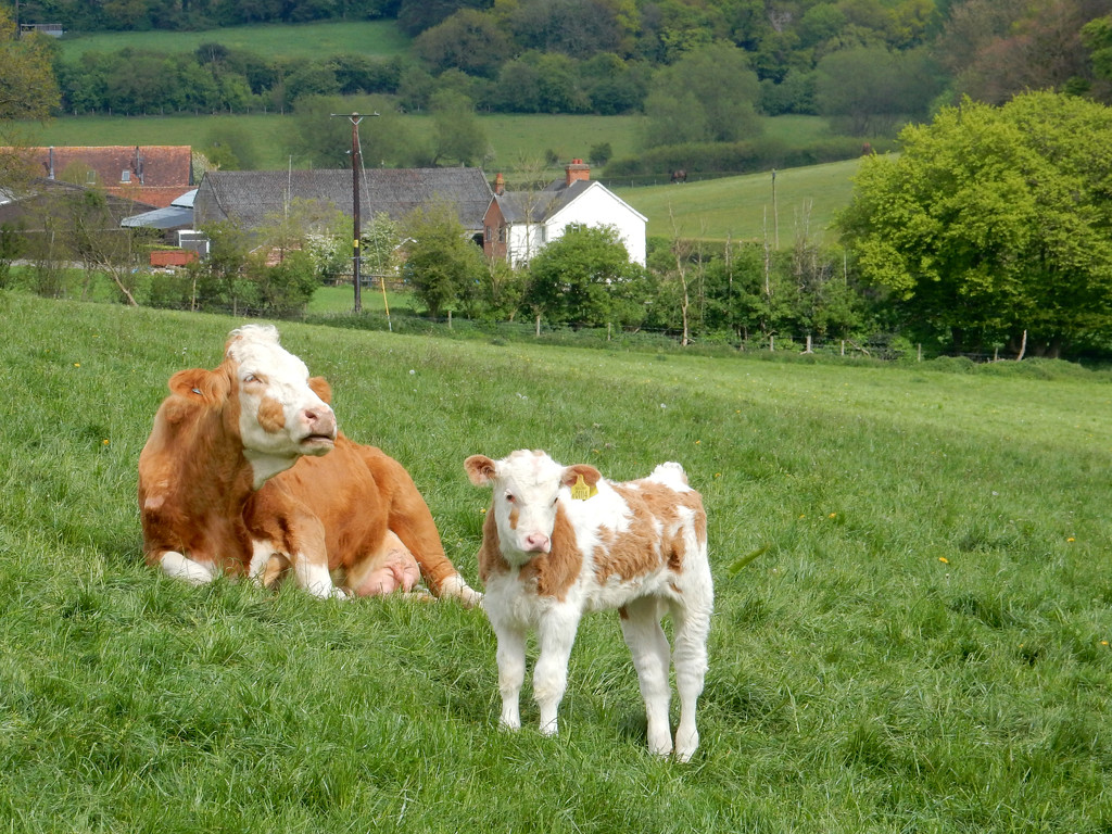 Chilterns Scene by bulldog