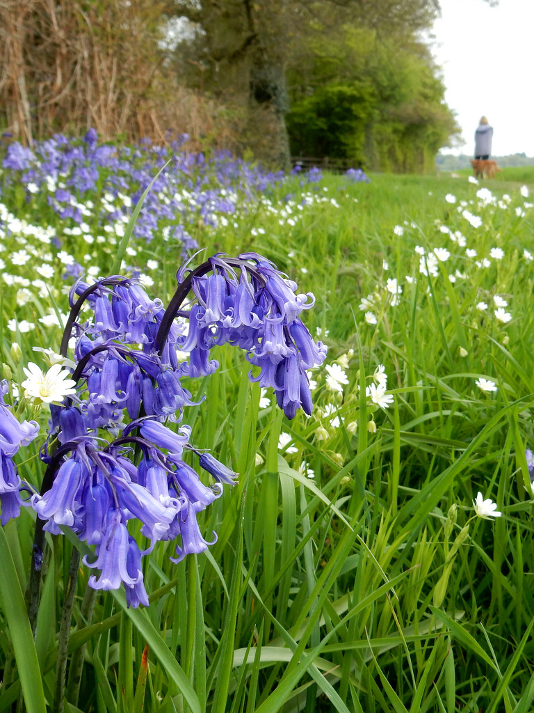 Bluebells And The Lesser Spotted Mrs B by bulldog