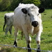 British White Cattle by quietpurplehaze
