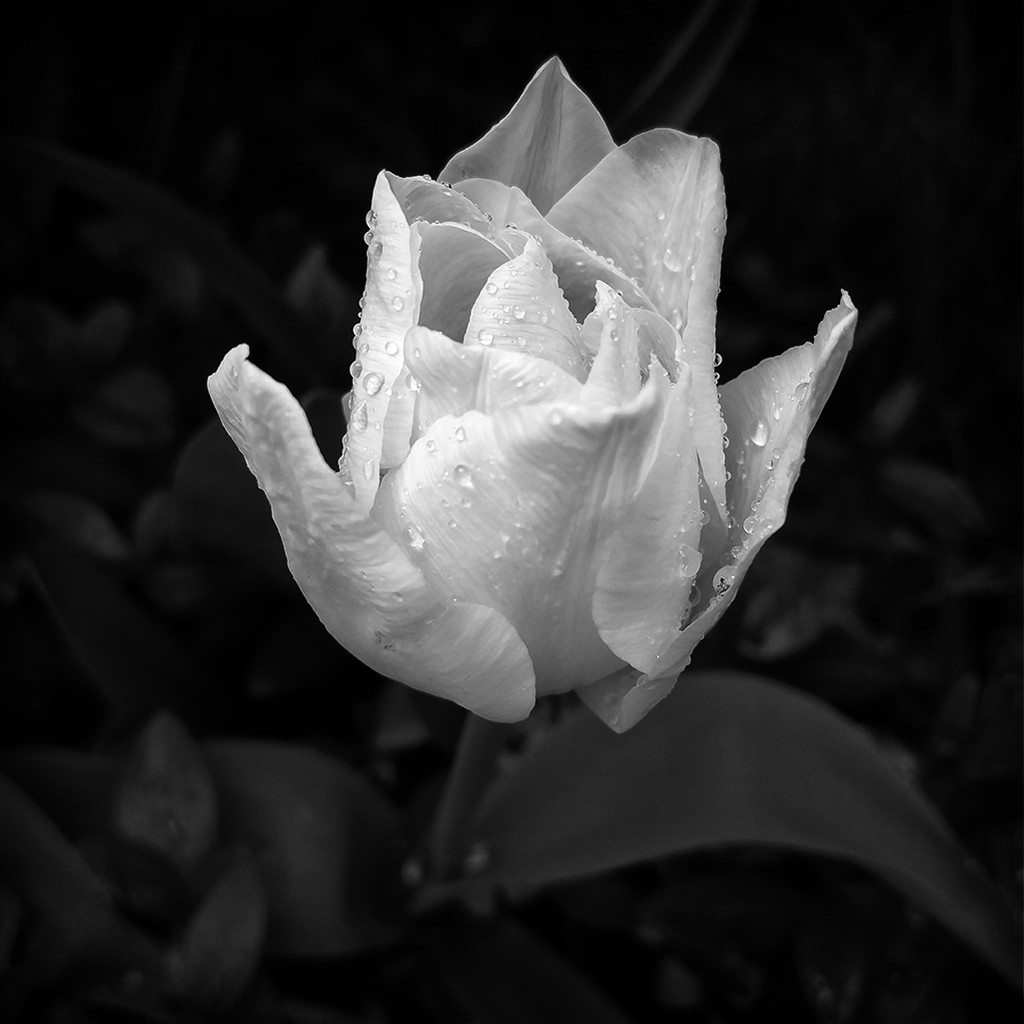 BW Tulip by houser934