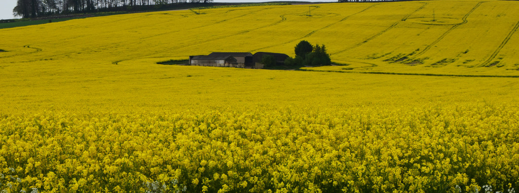 yellow farm by ianmetcalfe