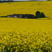 yellow farm by ianmetcalfe
