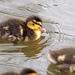 Mallard Duckling by philhendry