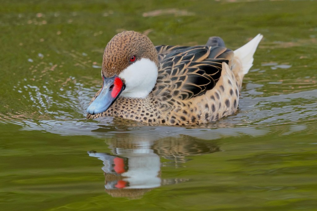 WHITE - CHEEKED PINTAIL by markp