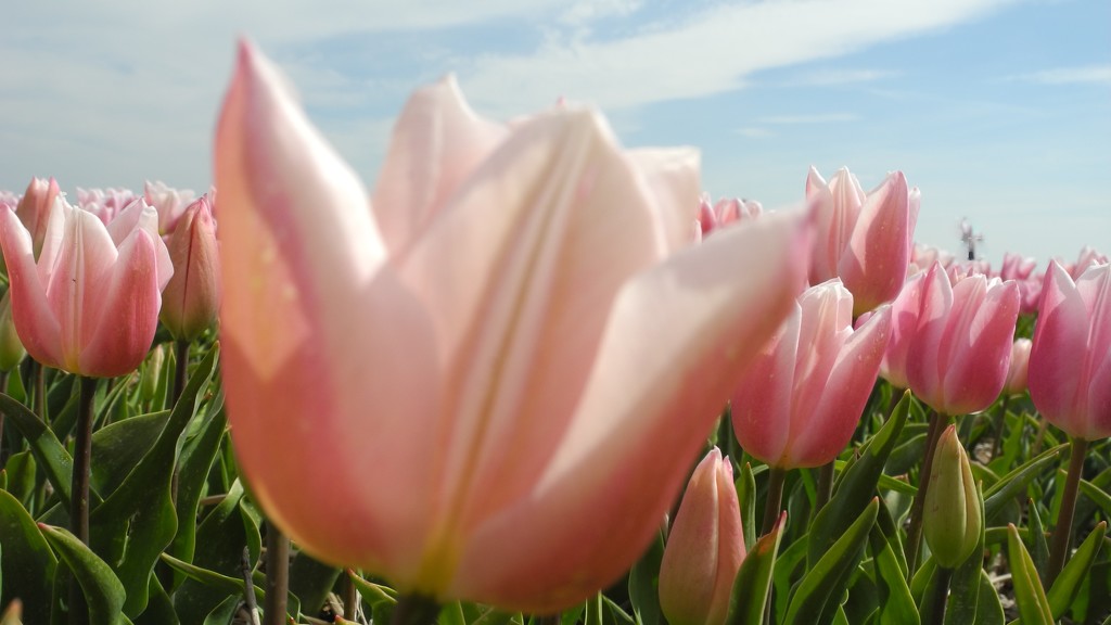 DSCN0485 Pink tulips and blue sky by marijbar