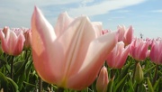 30th Apr 2017 - DSCN0485 Pink tulips and blue sky